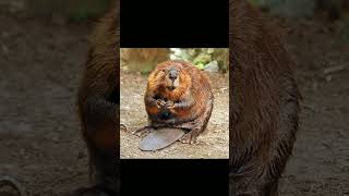 🐭◆²•¹ 🇺🇸 American Beaver Castor canadensis in Beaver Family Castoridae [upl. by Trabue]