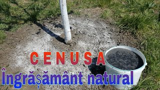 Cenusa  Ingrasamant Bio Propietatile  Fertilizare  Wood ash fertilizer  Livada Bio e20 [upl. by Irtimed308]