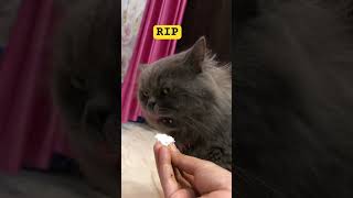 Chla gya Chand kaha asma ko chhodke 🥺😭❤️catlover gholu [upl. by Oiliduab732]