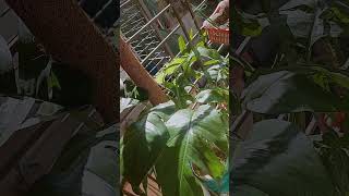 monstera naturelovers plantmakesmehappy bangladesh [upl. by Linders]