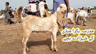 Madrasa Bakra Mandi update  makhi chena bacche 13 Jul 2024  gillani goat farm [upl. by Xila53]