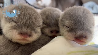 Baby Otter Opened Her Eye [upl. by Ekrub]