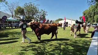 Simmentaler Cattle South Africa se junior en opperste kampioenskappe regreeks vanaf Bloem Show 2024 [upl. by Komara]