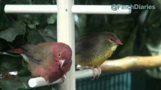 Finch Diaries  Gold Breasted Waxbill And Senegal Fire Finch At The Top Of The World Feb 14 2015 [upl. by Dyann]