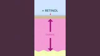 Does Retinol Thin the Skin  Yes and No [upl. by Einhoj400]