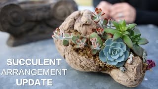 Driftwood Succulent Arrangement UPDATE [upl. by Angadreme]