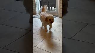 Fully grown cavapoo update 💜 cavapoo shorts [upl. by Greenebaum]