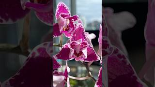 Phalaenopsis Chia E Yenlin Variegata [upl. by Akinimod]