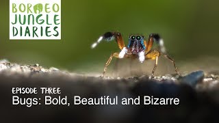 Borneo Jungle Diaries Episode Three  Bugs Bold Beautiful and Bizarre UHD4K SZtv [upl. by Krystalle]