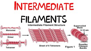 Intermediate filaments [upl. by Aroda]