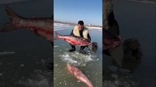 This guy pulls out two big fish from inside the ice [upl. by Thibaud76]