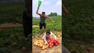 Pumpkin harvesting 🎃🎃 amp rural farmer activities shorts pumkin youtubeshorts [upl. by Yoreel]