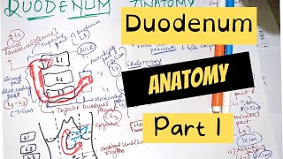 DUODENUM ANATOMY  PART 1 [upl. by Greenberg]