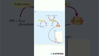 Principle of Pyrosequencing dnasequencing molecularbiology genetics [upl. by Suirad]