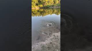 Kid catching a catfish pondlife [upl. by Heater]