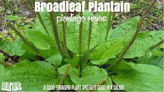 ⟹ BROADLEAF PLANTAIN  Plantago major  Another important survival food [upl. by Yttel]