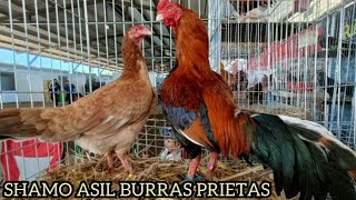 Beautiful Big Chicken Jap Shamo Asil  Eugenio Becerril Farm [upl. by Nitz]