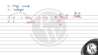 What are the products of exhaustive ammonolysis of an alkyl halide [upl. by Inaflahk]