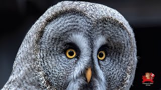 Canada’s Great Grey Owl The Largest Owl in the North [upl. by Bunder]