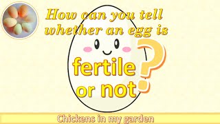 How to tell whether an egg is fertilised or not [upl. by Nicks]