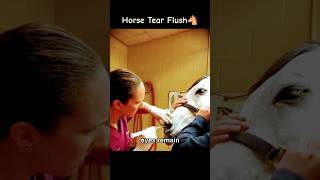 Horse Tear Duct Flush [upl. by Ikcaj]