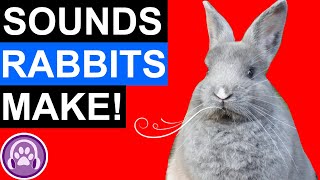 Rabbit Sounds and What They Mean [upl. by Htedirem]