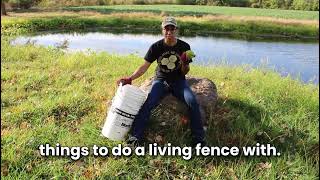 Osage Orange live fence planning [upl. by Fang]