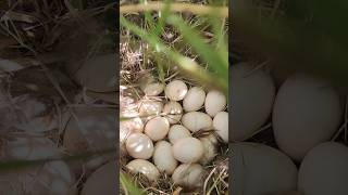 Duckbill dinasor eggs [upl. by Nelram]