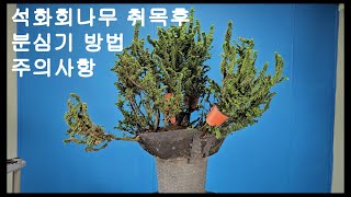 석화회나무 취목 후 분심기 주의사항 Chamaecyparis obtusa BONSAI [upl. by Showker]