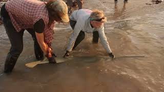 Endangered Sawfish Expedition  Sharks amp Rays Australia x SCF [upl. by Lindsley]