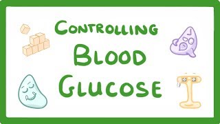 GCSE Biology  Control of Blood Glucose Concentration 56 [upl. by Klement177]