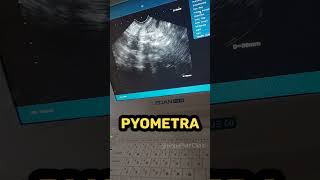 Pyometra [upl. by Echikson]