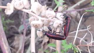 عملية التكاثر عند الحشرات bugs during mating تصوير [upl. by Nayr]