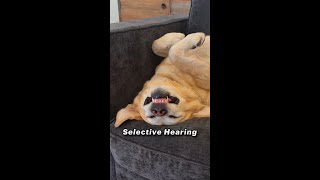 When your dog has selective hearing and can literally sleep through ANYTHING Unless of course there [upl. by Horwitz]