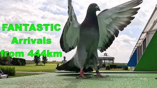 FANTASTIC Pigeon Arrivals from 444km [upl. by Ricardo841]