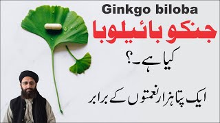 What is Ginkgo Biloba ► جنکو بائیلوبا کیا ہے ► [upl. by Nylodnew]