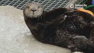 Meet Selka our newest resident sea otter [upl. by Roy]