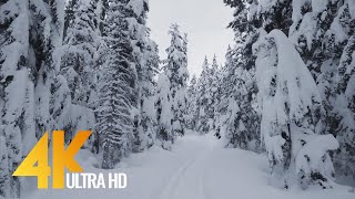 4K Winter Hike through Snowy Forest with Snow Crunch Sound  Scenic Trails of Canada  Part 2 [upl. by Gunter]