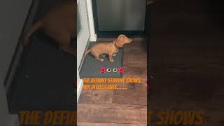 Tilly the dachshund puppy dachshund cute study funny love training [upl. by Zonda]