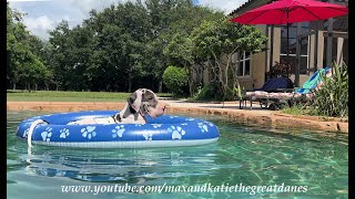 Funny 12 Week Old Great Dane Puppys 1st Leap Into The Pool From His Floatie [upl. by Ritchie833]