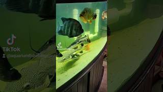 Monster Cichlid Fish Room vibes shorts fyp foryou fishtok [upl. by Eachelle]