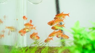 FEEDING HYPHESSOBRYCON AMANDAE [upl. by Alyahc]