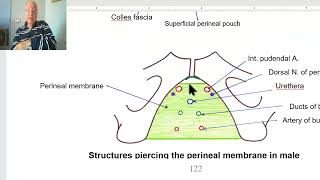 Anatomy of pelvis in Arabic 2023  Perineal membrane by DrWahdan [upl. by Brawner]