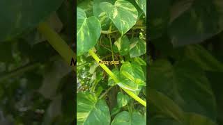 Money plantluckyplant vastu vastuformoney astrology [upl. by Teodora856]