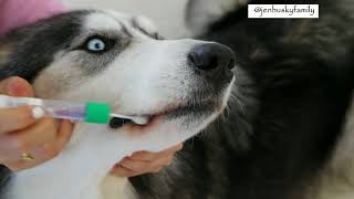 Embark Vet DNA Dog Testing Tutorial [upl. by Aikenat]