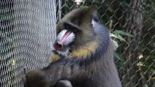 mandrills playing at the columbus zoo [upl. by Nilhtac436]