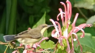 Sunbird pair spotted at Justicia carnea pink flower  sunbird nectar sound [upl. by Carolann]