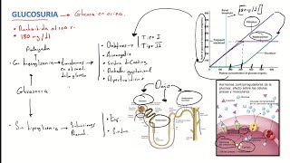 Glucosuria Uroanálisis [upl. by Weber]