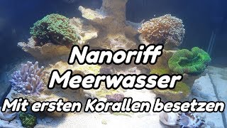 Nanoriff Meerwasser Aquarium Low Budget Mit ersten Korallen besetzen [upl. by Melburn]