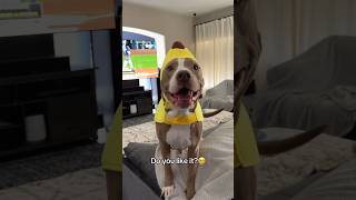 Do you like it🥰🍌 banana cute pets funny funnydog shortsvideo [upl. by Joyann]